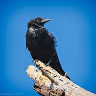 Image of American Crow