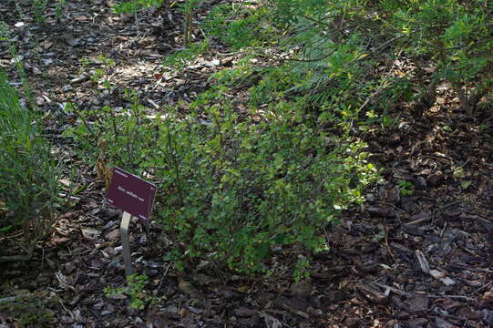 Image of Sardinian Currant