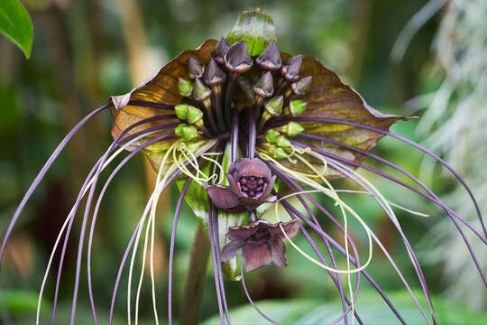 Image of black bat flower