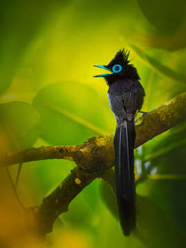 Image of Japanese Paradise Flycatcher