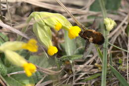 Image of Dotted bee-fly