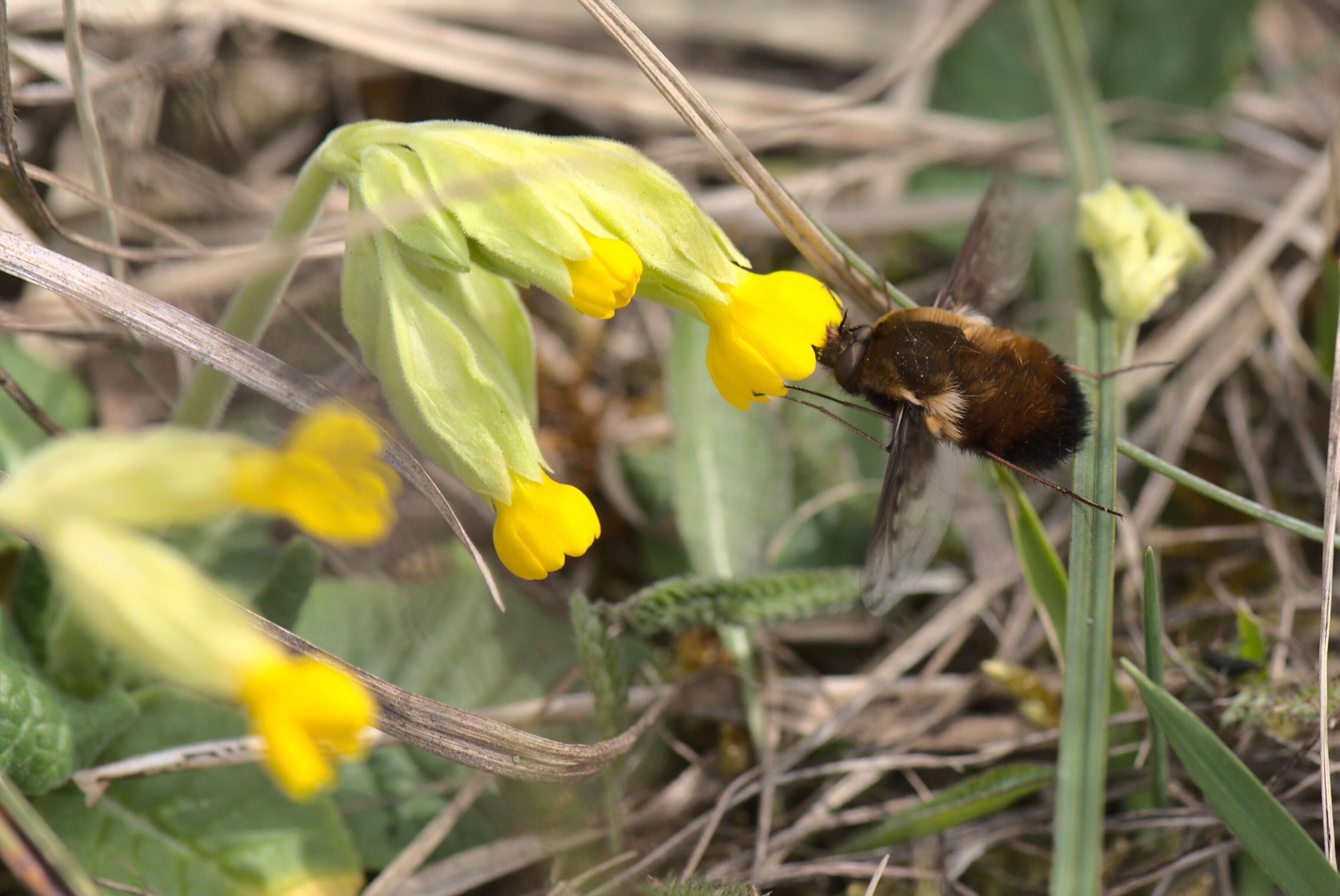 Image of Dotted bee-fly