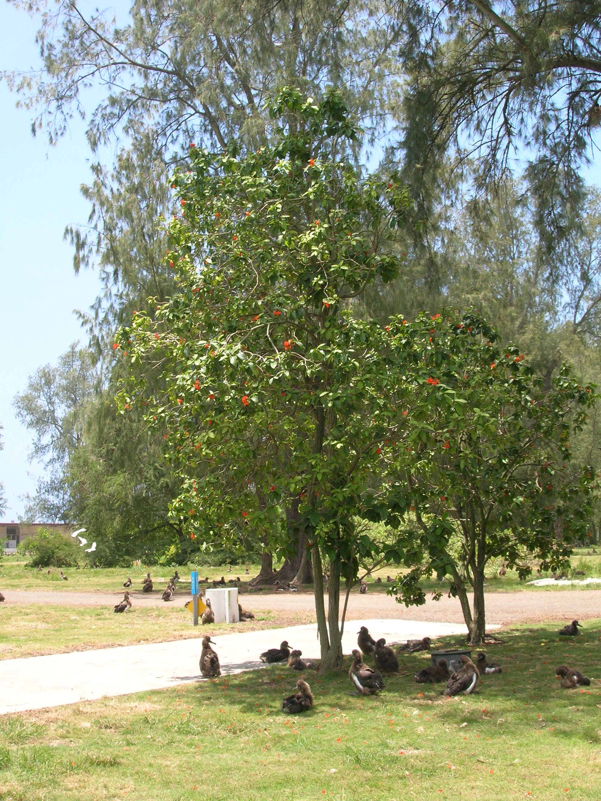 Image of largeleaf geigertree