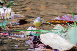 Image of Grey Wagtail