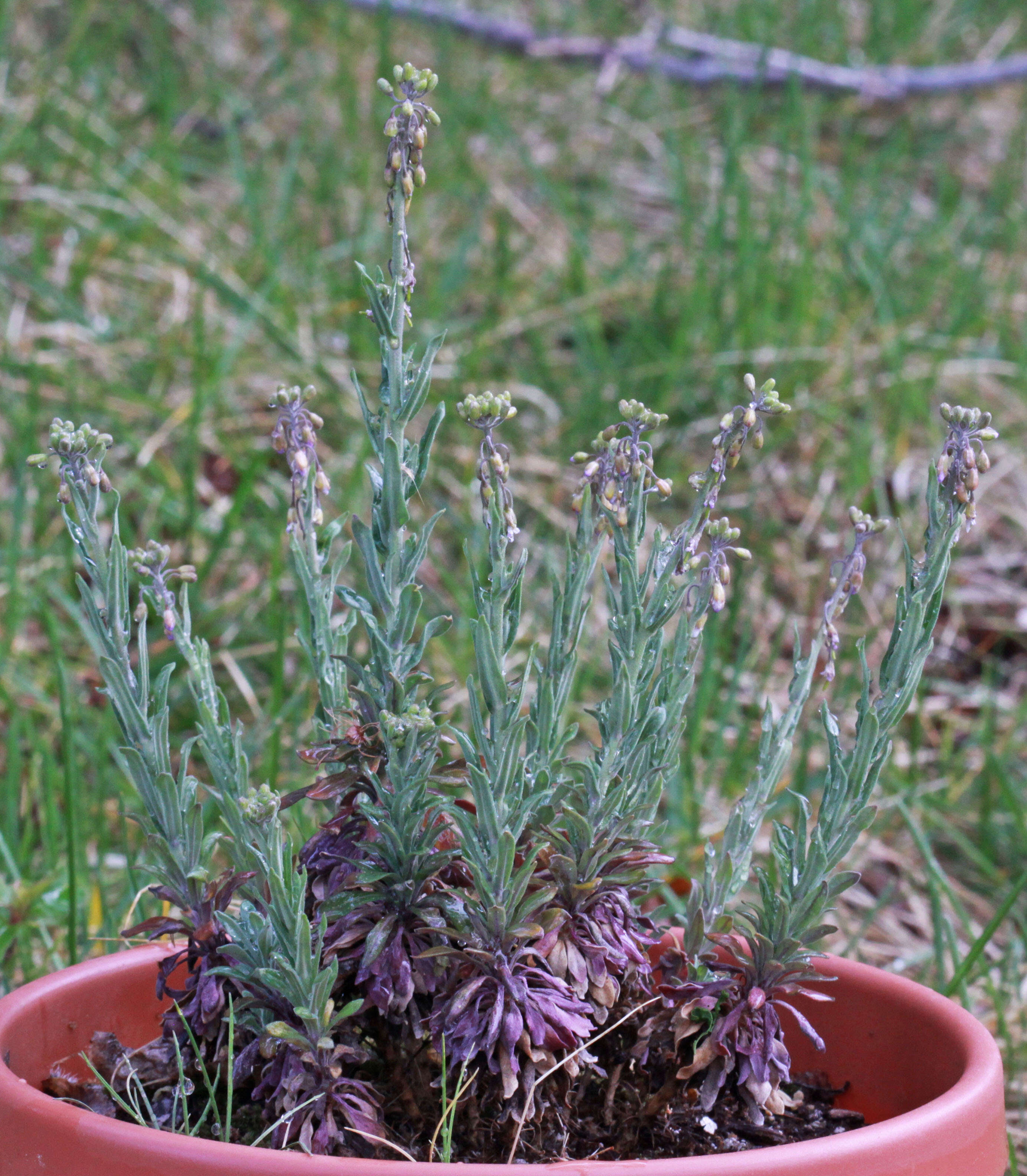 Image of Reflexed Rockcress