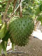 Image of soursop