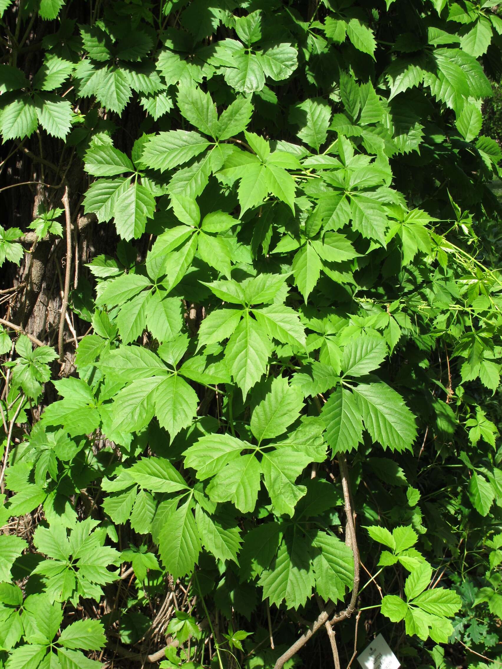 Image de vigne vierge commune