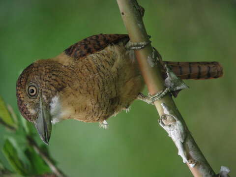 Image of Barred Puffbird