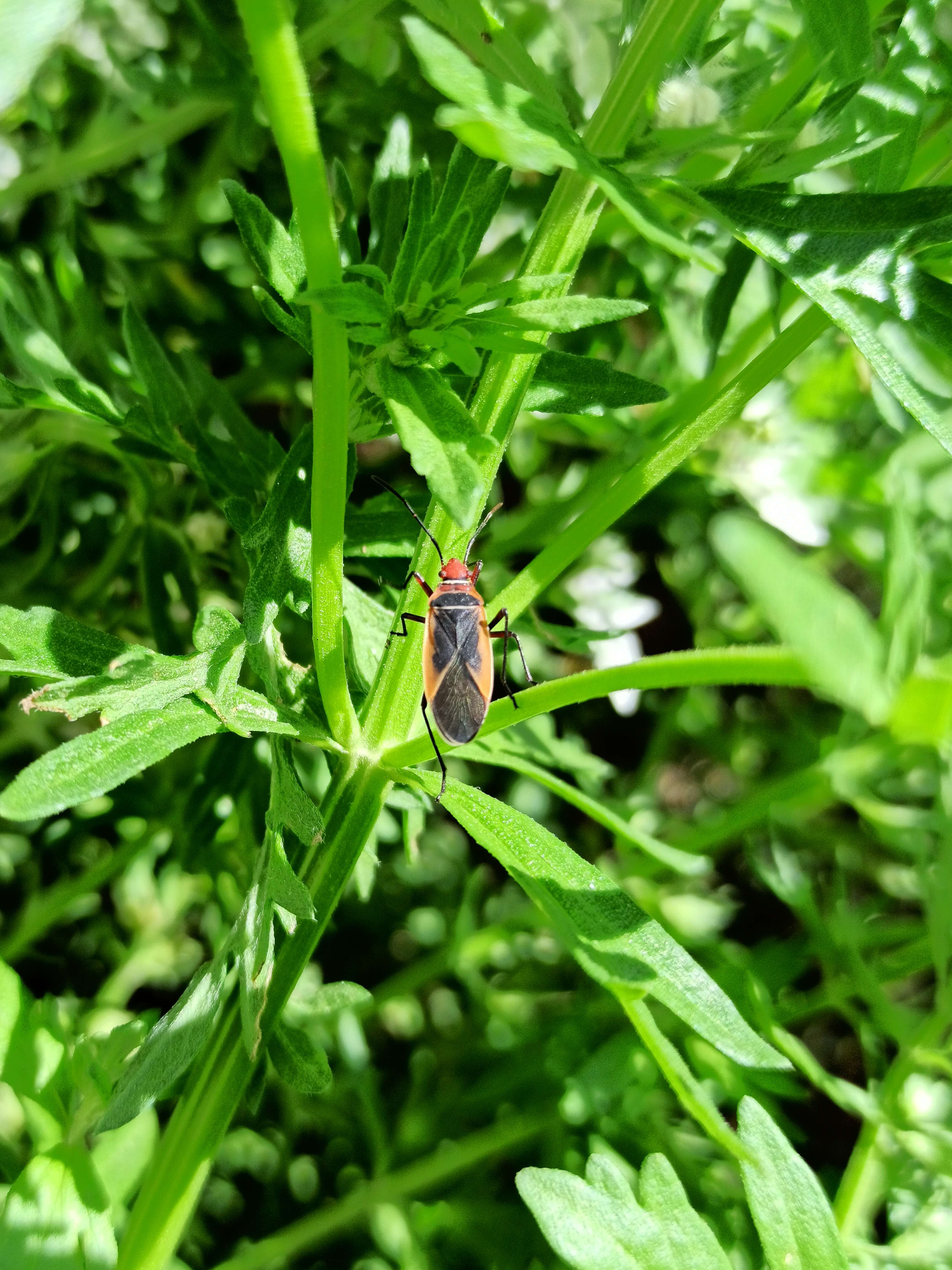 Image of Cotton Stainers (several spp.)