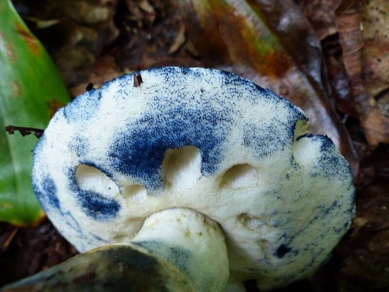 Image of Cornflower bolete