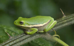 Image of American Green Treefrog