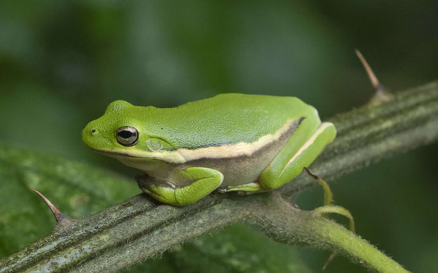 Image of American Green Treefrog