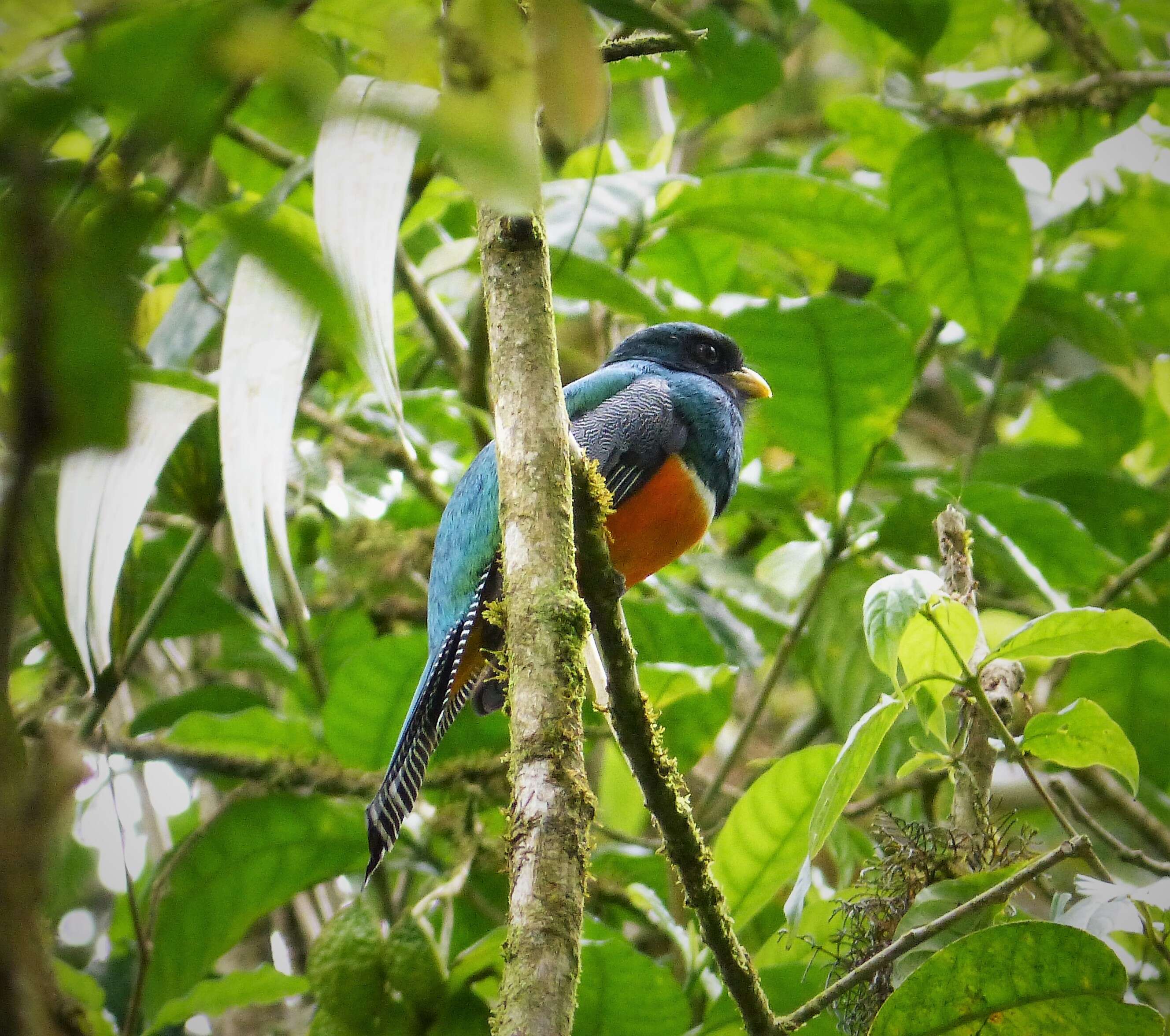 Image of Trogon aurantiiventris