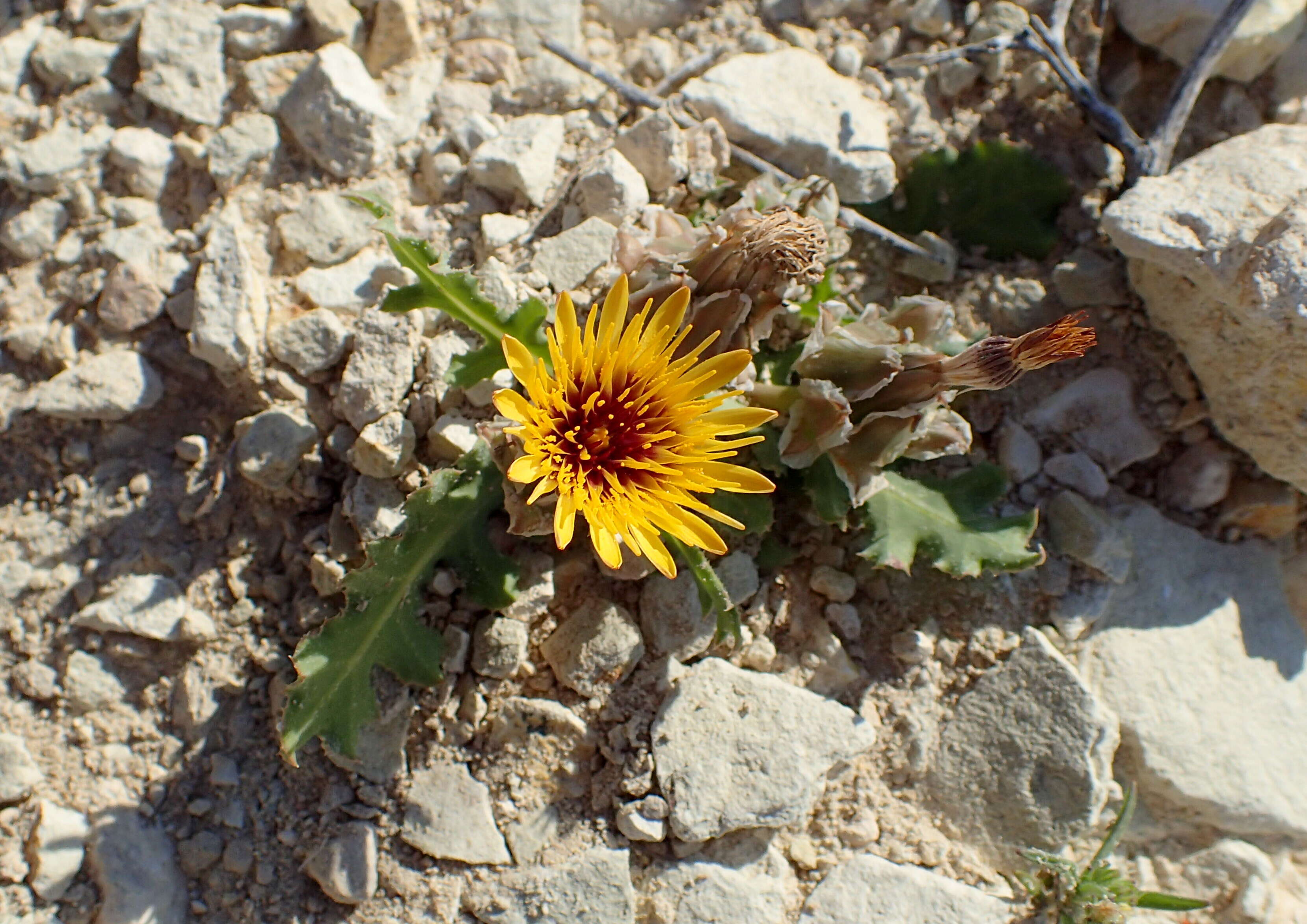 Image of False sowthistle