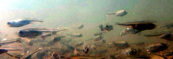 Image of Central Australian hardyhead