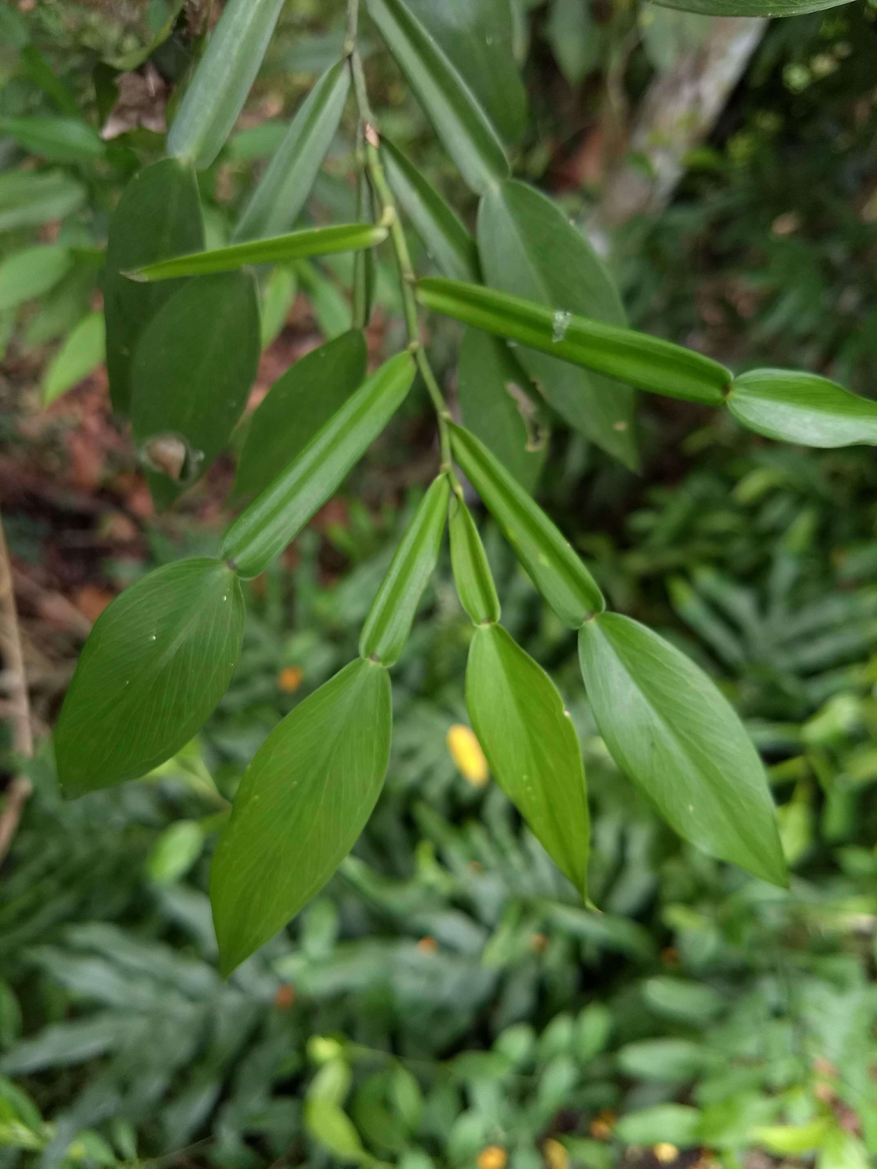 Image of Pothos scandens L.