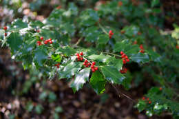 Image of English holly