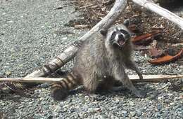 Image of raccoons