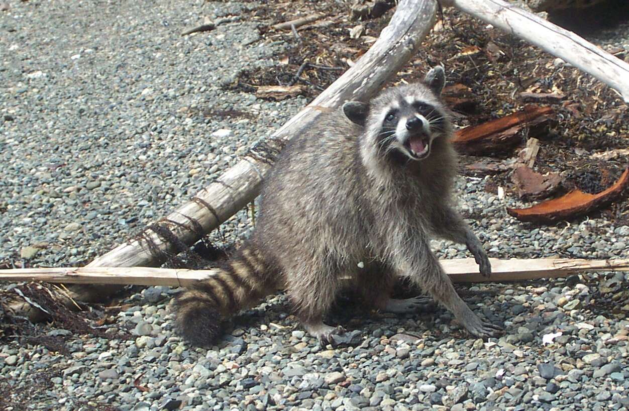 Image of raccoons