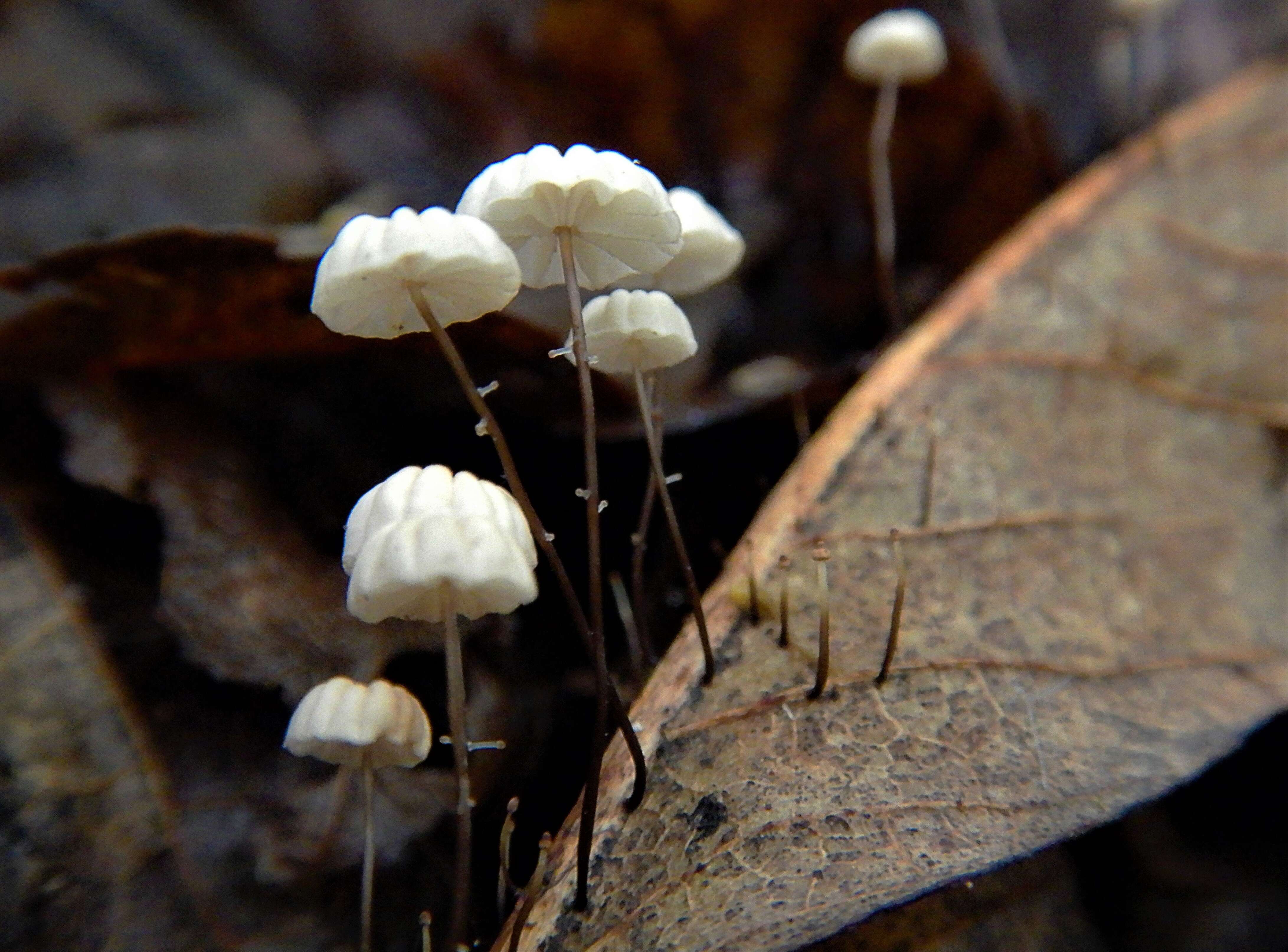 Imagem de Marasmius bulliardii Quél. 1878