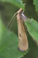 Image of Barred Grass-veneer