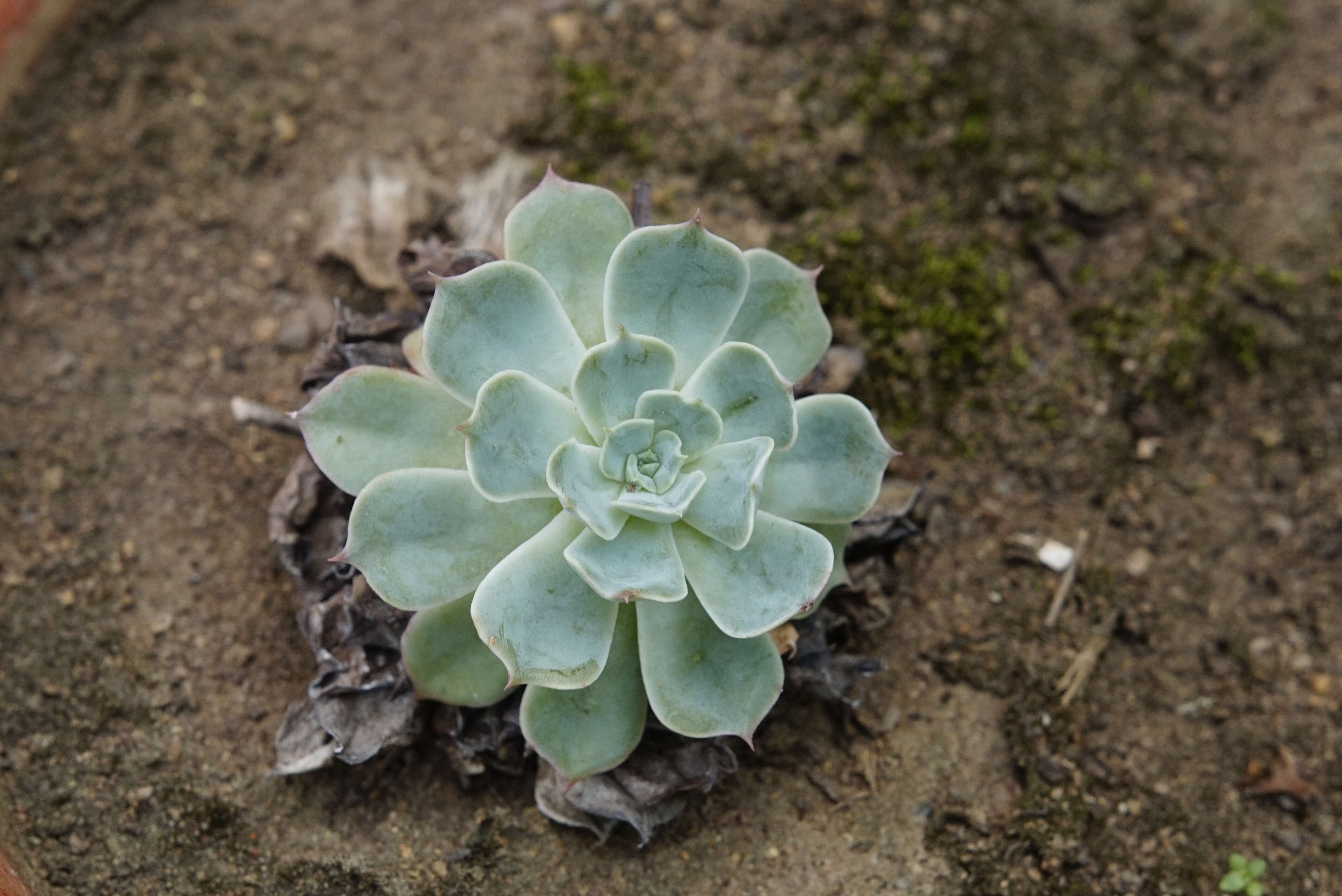 Image of hens and chicks