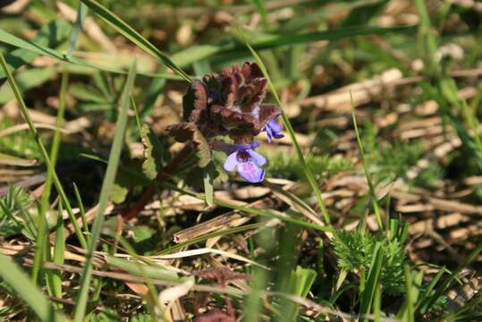 Image of Ground ivy