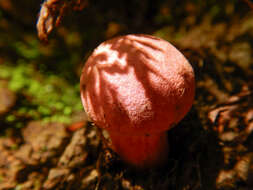 Image of Rheubarbariboletus