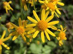 Image of butterweed