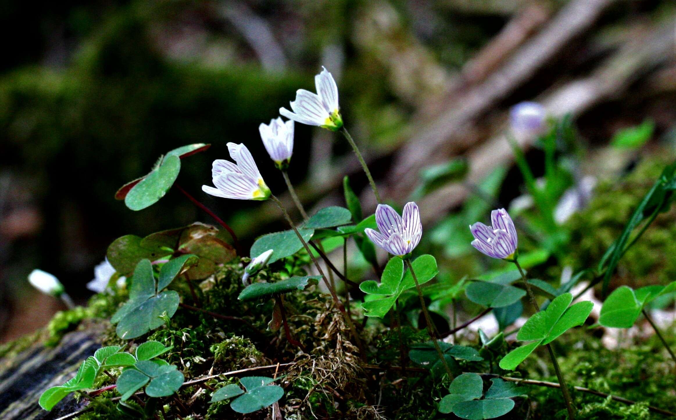 Imagem de Oxalis acetosella L.