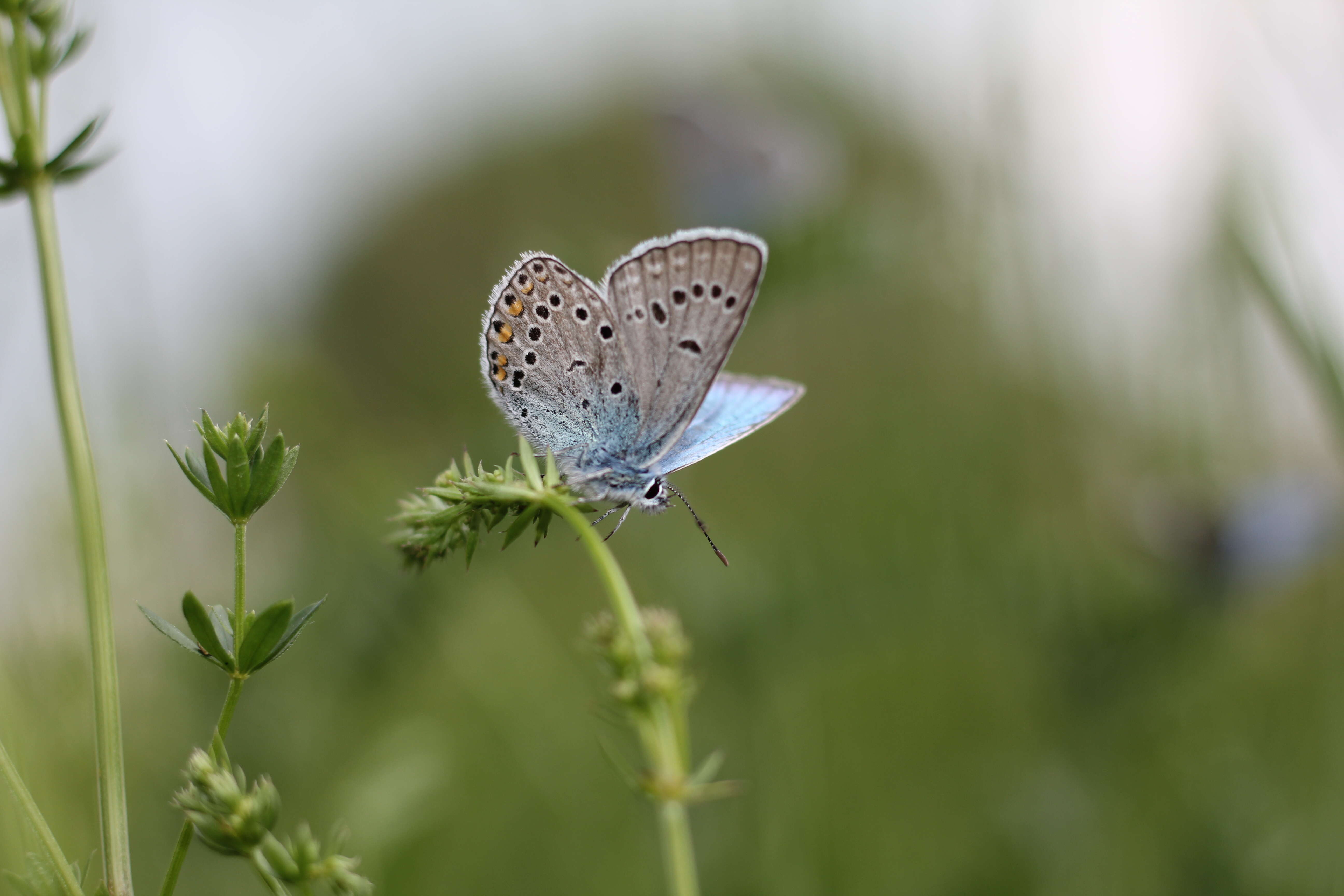 Image of Polyommatus amandus