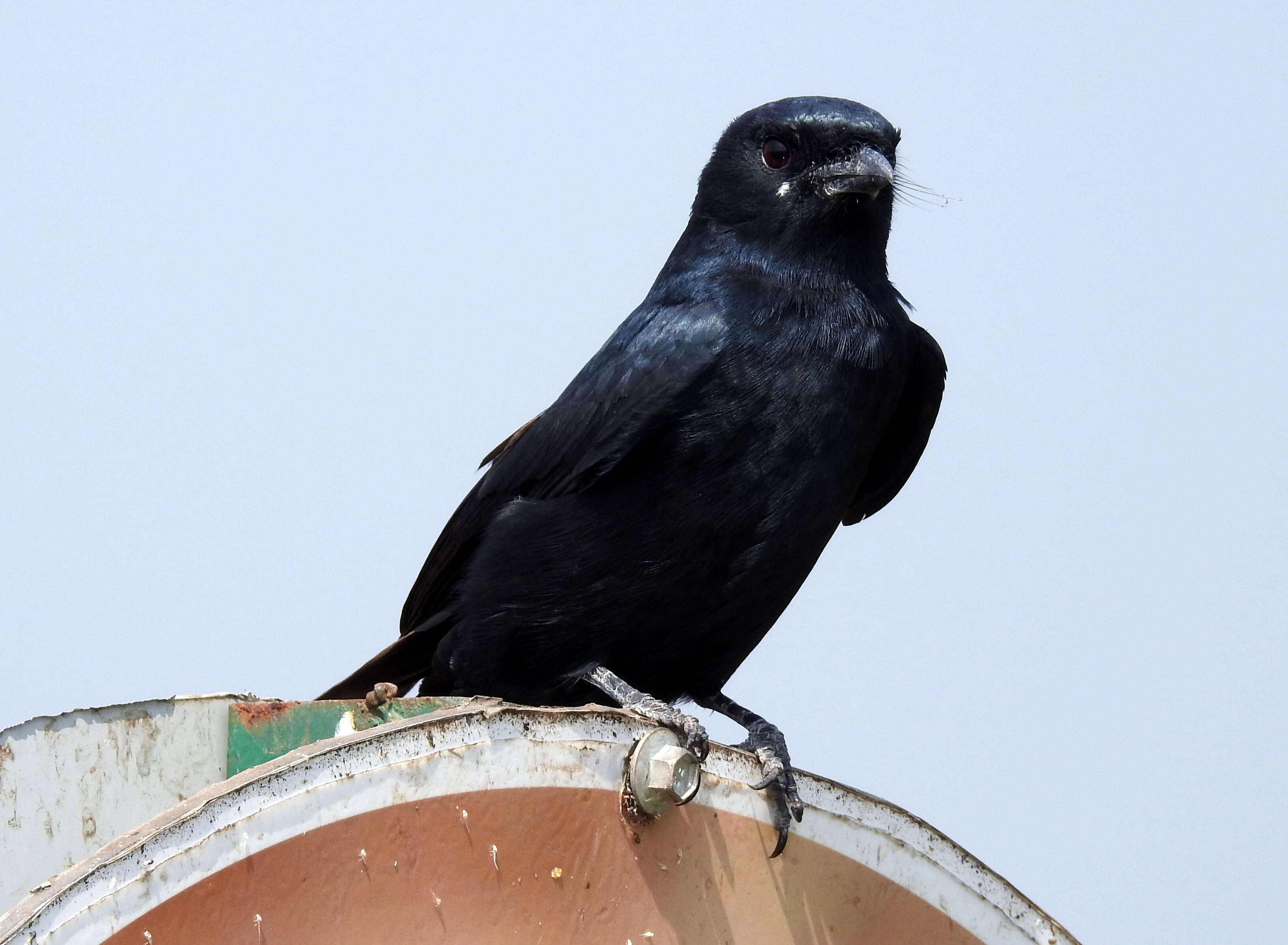 Image of Black Drongo