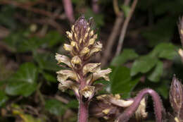 Image of ivy broomrape