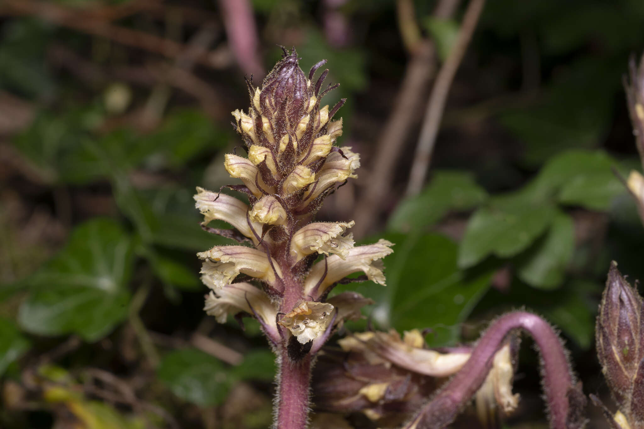 Image of ivy broomrape