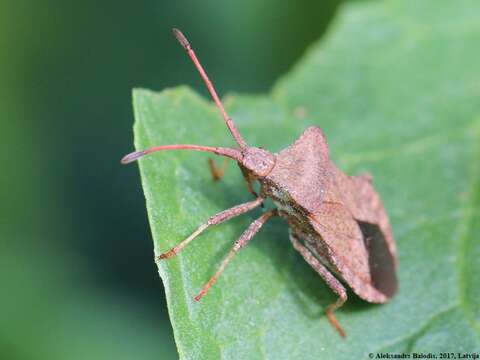 Image of Coreus