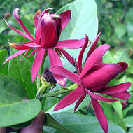 Image de Calycanthus floridus L.