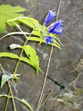 Gentiana asclepiadea L.的圖片