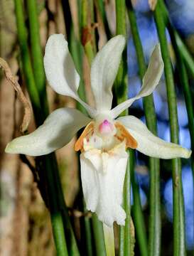 Imagem de Holcoglossum quasipinifolium (Hayata) Schltr.