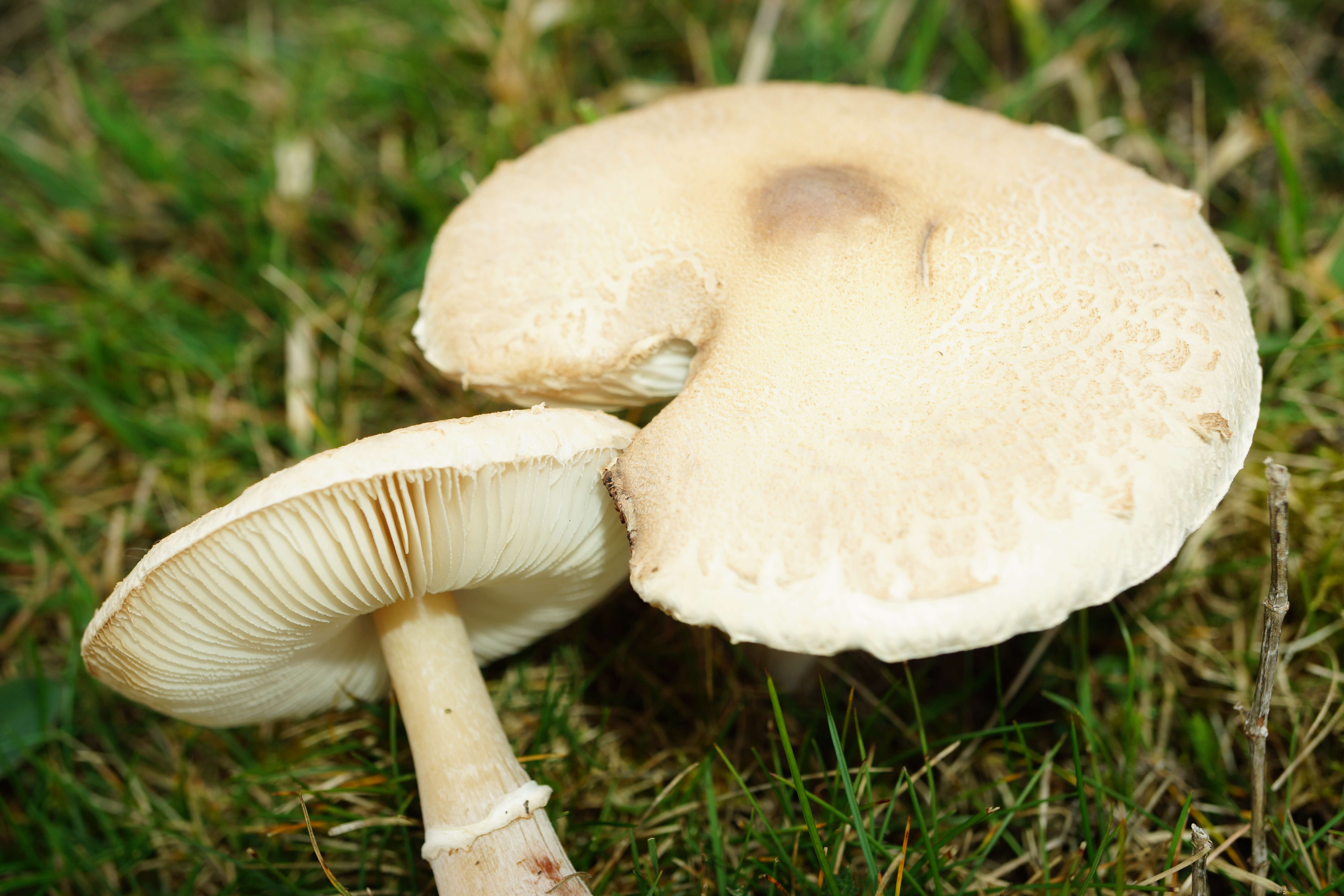 Image of Macrolepiota excoriata (Schaeff.) Wasser 1978