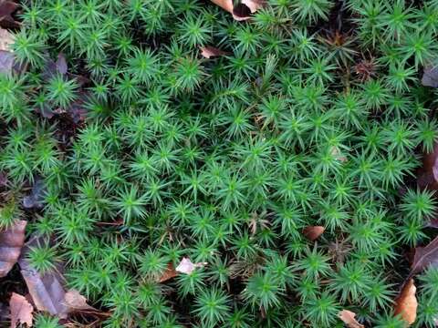 Image of Bank Haircap Moss