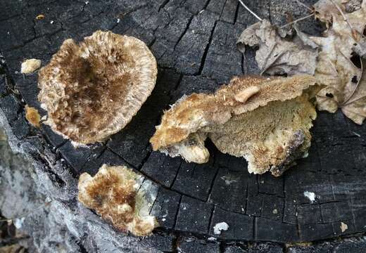 Image of Trametes trogii Berk. 1850