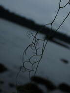 Image of Fishnet;   Menzies' cartilage lichen