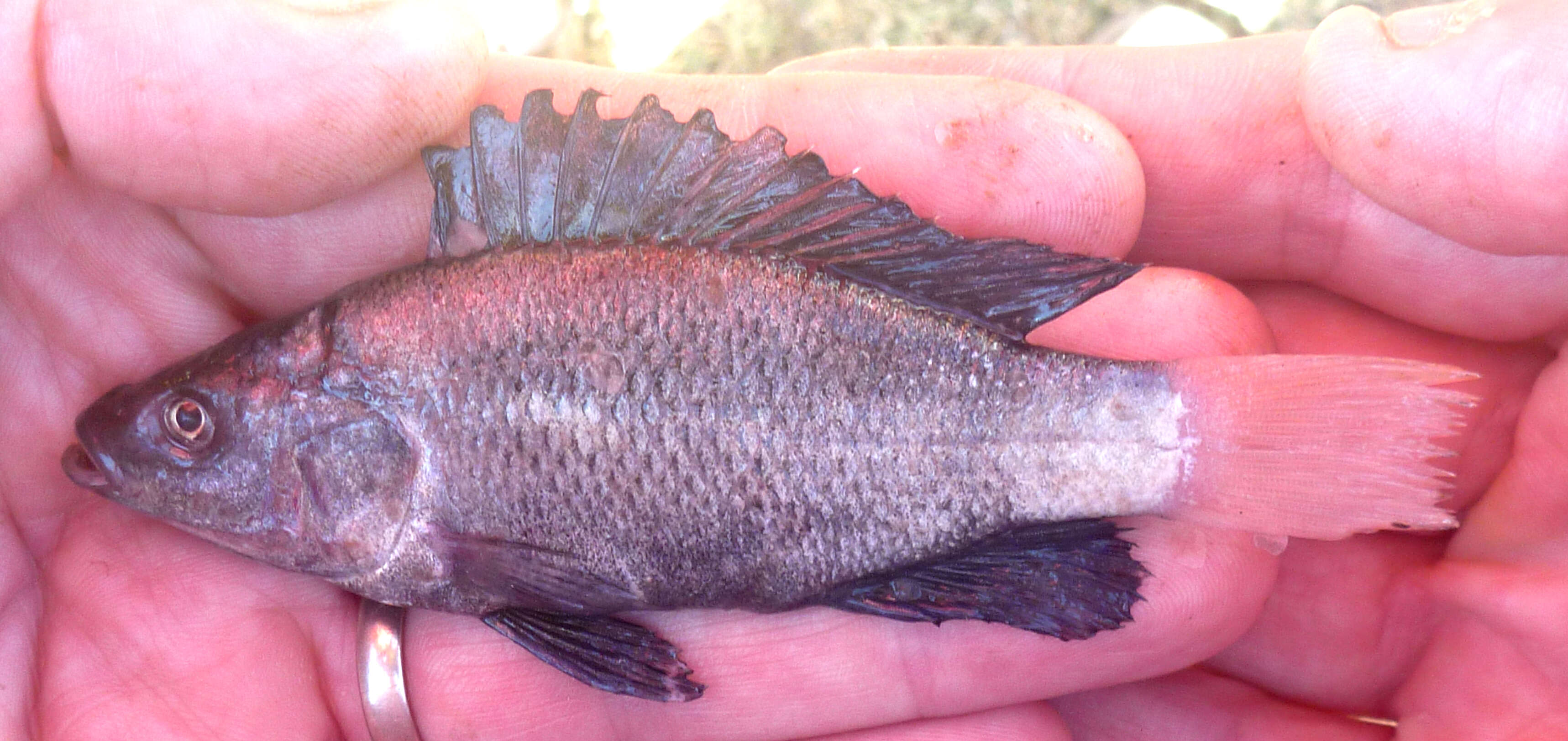 Image of Manyara tilapia