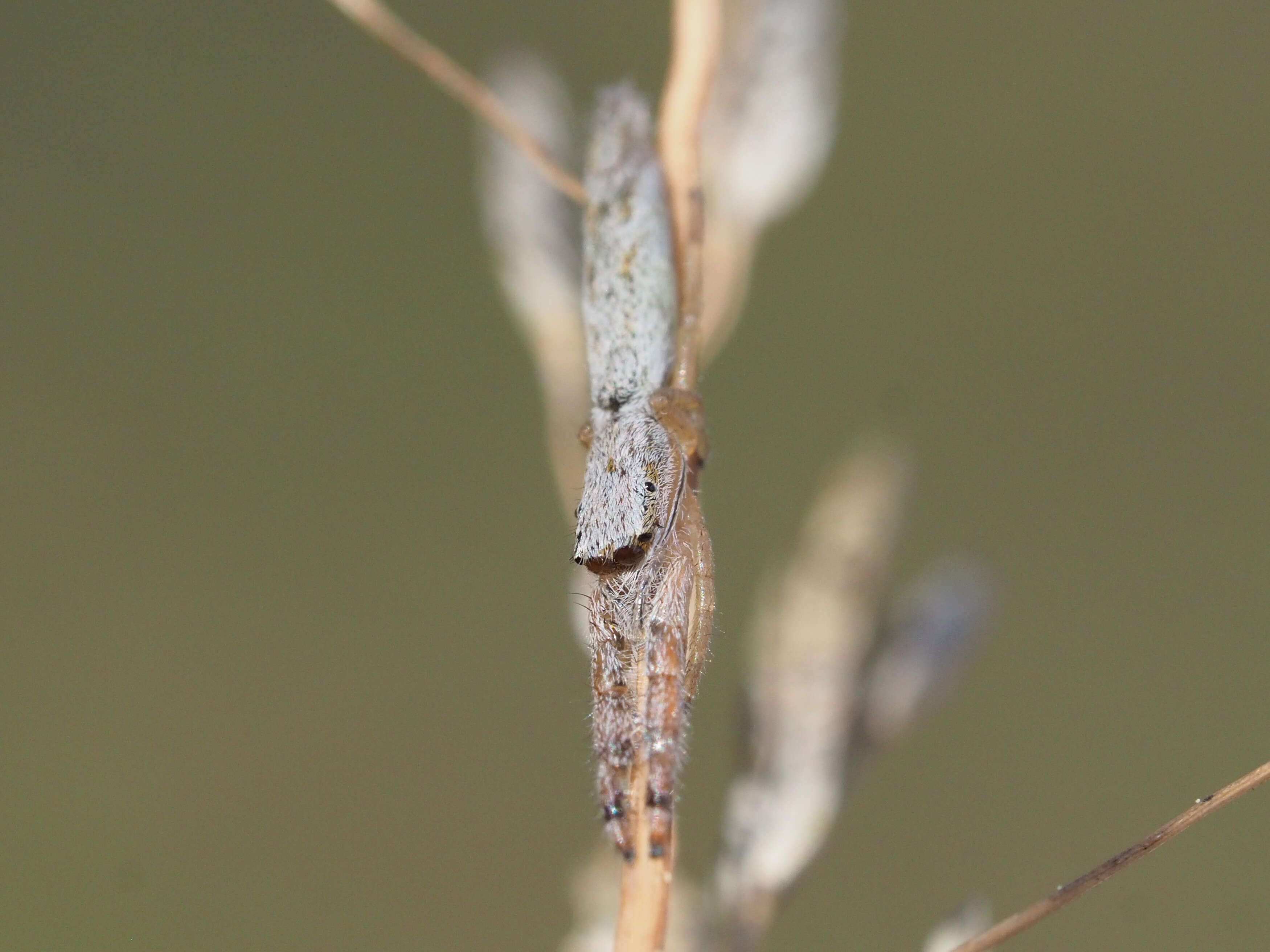 Image of Pike Slender Jumper