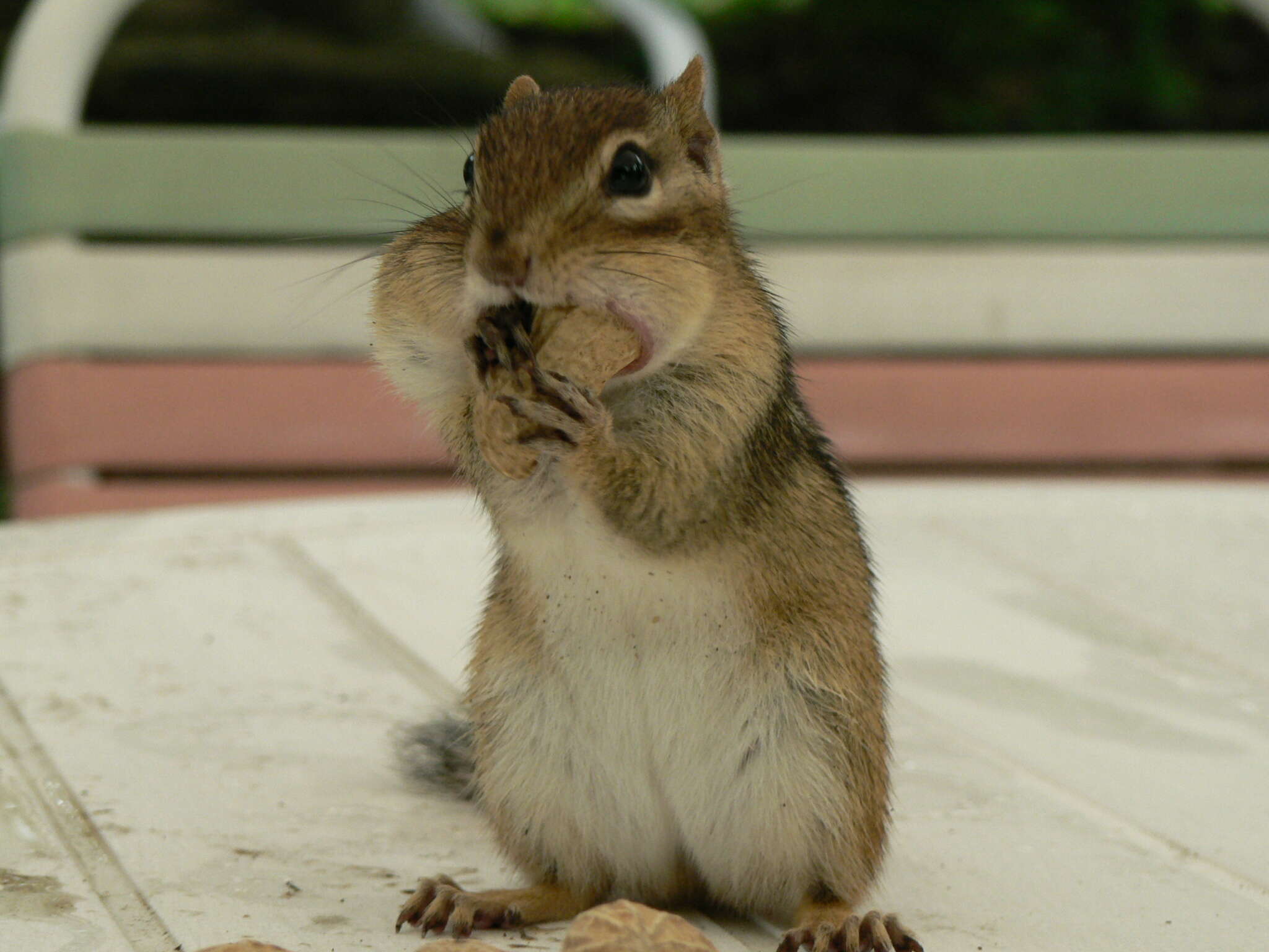 Image of Siberian Chipmunk