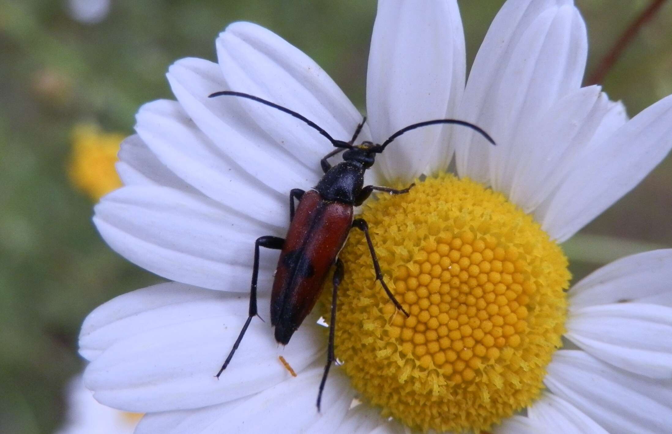 Image of Stenurella (Priscostenurella) bifasciata (Müller 1776)