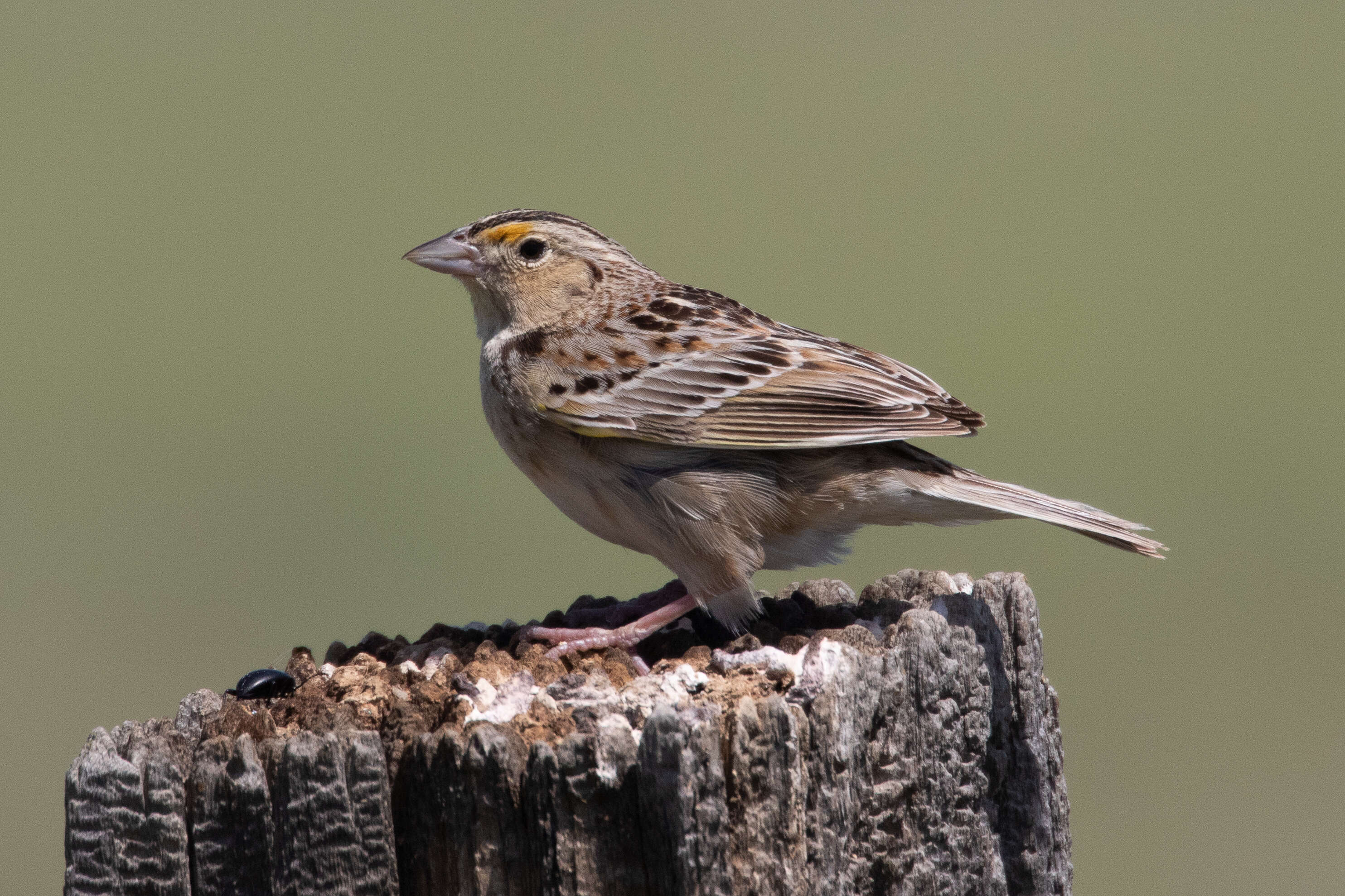 Image of Grasshopper Sparrow