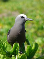 Image of Brown Noddy