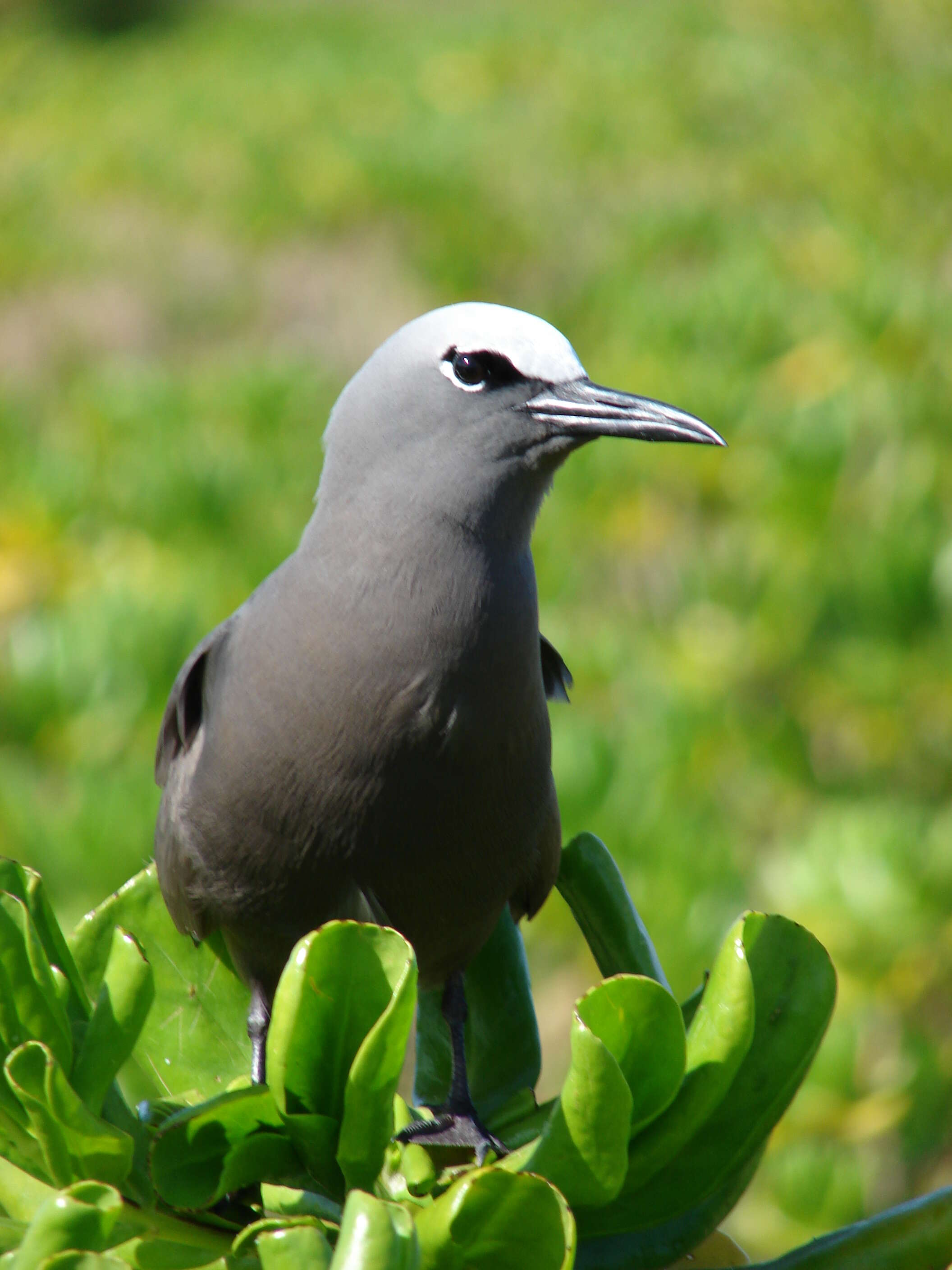 Image of Brown Noddy