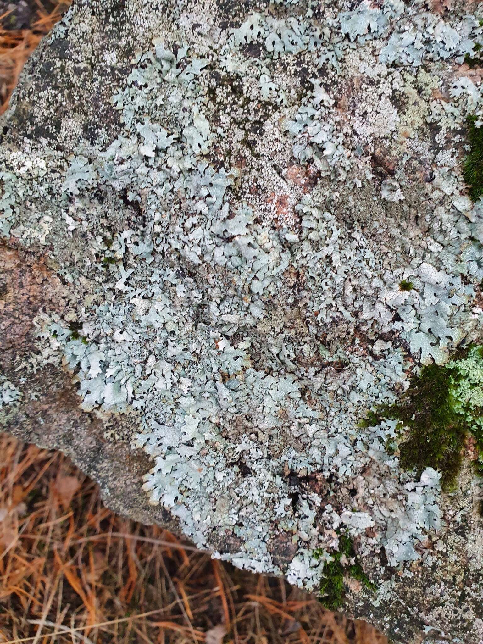 Image of shield lichen